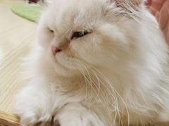 -猫和宫(六道口店)