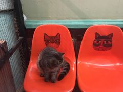 -猫咪博物馆(顶澳仔猫街店)