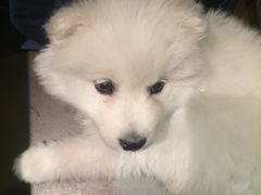 必胜客(长安店)-必胜客(长安店)