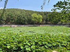 -泰山风景名胜区-普照寺
