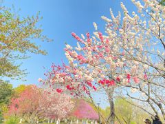 -羊山湖公园