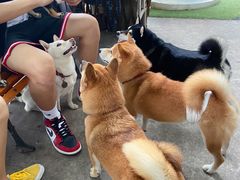 -柴犬高等学院·狗咖·柴犬售卖·宠物训练