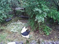 景点-成都大熊猫繁育研究基地