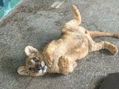 -秦皇岛野生动物园