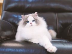 -青奢宠物·青奢猫舍