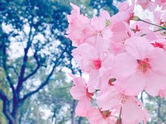 -顾村公园