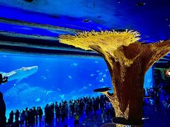 -珠海长隆海洋王国