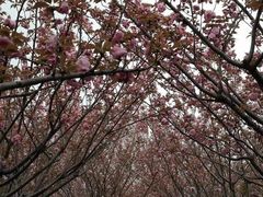 -高东镇樱花园