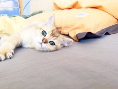 -喵百万·布偶·蓝金金渐层英短·猫舍(百子湾店)