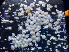 -太平洋海底世界