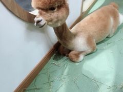 -藦茜花园宠物主题亲子互动体验馆(国顺东路店)