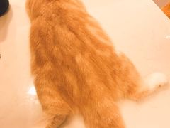 -飞行喵MR PILOT|猫舍·猫咖(静安大融城店)