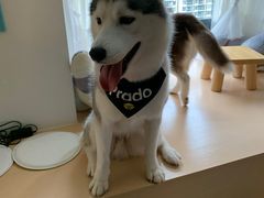 -Husky Go! 哈士奇体验馆·宠物咖啡厅狗咖