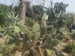 -东莞植物园