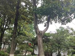 -常熟方塔园