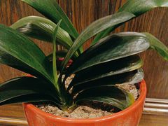 -徽宴楼·玫瑰之约(祥源店)