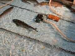 -鱼窝棚柴火铁锅炖(富山屯店)