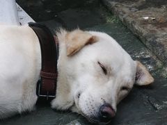 -夹夹大·蟹蟹大排档(财富又一城店)