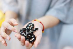 -Moni星球萌宠·小马宝莉·灵蛇·高端高阶全萌宠互动体验俱乐部(红豆国际广场店)