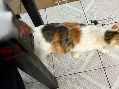 -重庆特色冷锅鱼(武大店)