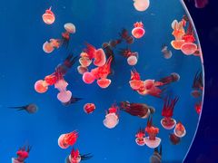 -海合安青岛极地海洋公园