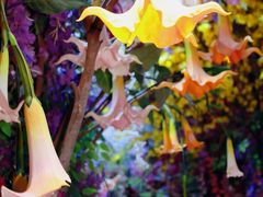 -正佳雨林生态植物园