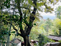 -塔川景区