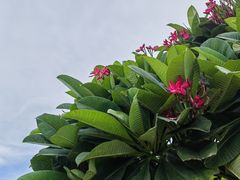 -爱情邮局