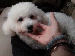 -爱侣宠医·鹦鹉专科·小型哺乳类·异宠专科(灵石路店)