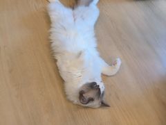 -有喵·猫咖·狗咖·30几只猫10只小狗(岗厦店)