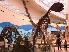 -陕西自然博物馆