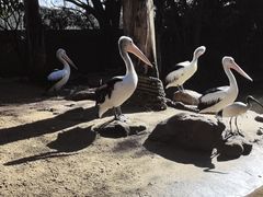 -费瑟代尔野生动物园