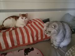 -纳吉亚猫专科动物诊疗中心(蒋宅口分院)