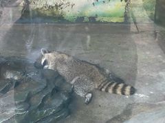 -贵州森林野生动物园