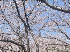 -高东镇樱花园