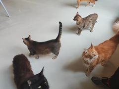 -豆逗聊愈猫阁Easy Life