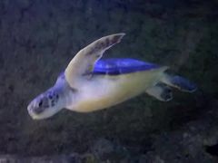 -凯莉-塔尔敦海洋生物水族馆