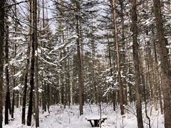 -峡谷浮石林景区