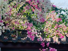 -深圳国际园林花卉博览园