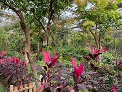 -呀路古热带植物园