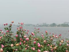 -鹅湖玫瑰文化园