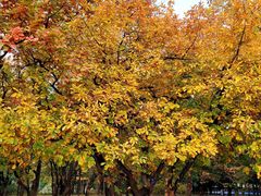 -国家植物园南园