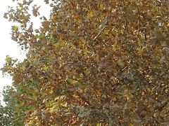 -金凤成祥(五棵松二店)