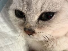 -芭比堂宠物医院·全科爱猫医院·仁德分院