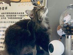 -平行世界·猫咖(首经贸店)