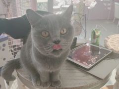 -70cat德文卷毛猫·缅因猫纯种猫舍