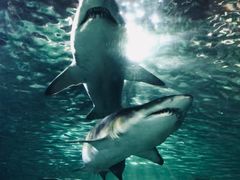 -悉尼海洋生物水族馆