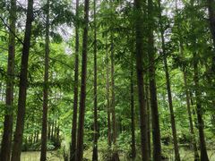 -桤木河湿地公园