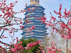 -红梅公园