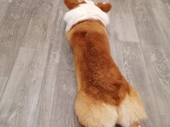 -浣熊柯尔鸭土拨鼠·电玩咖